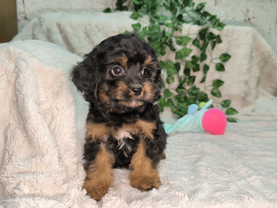 Vand fetita Cavapoo black and tan F1.