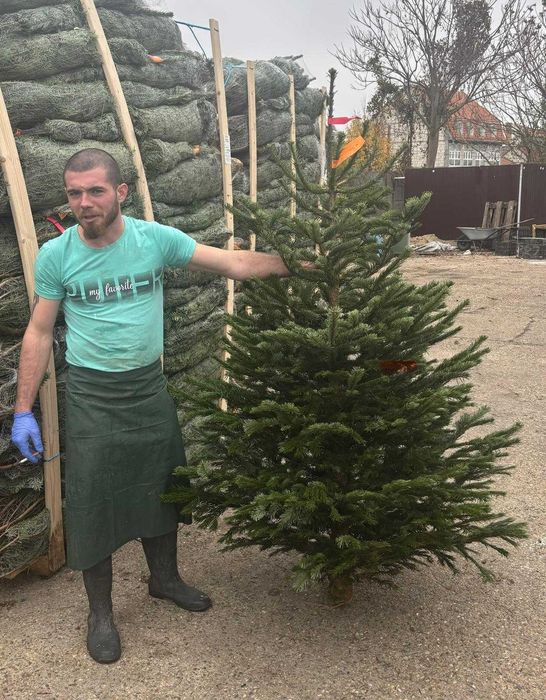 Vand Brazi Craciun Nordman Calitate Premium si I