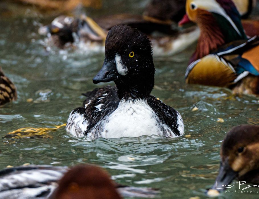 Vând rate exotice, de ornament, lebede, gâște. Păsări exotice