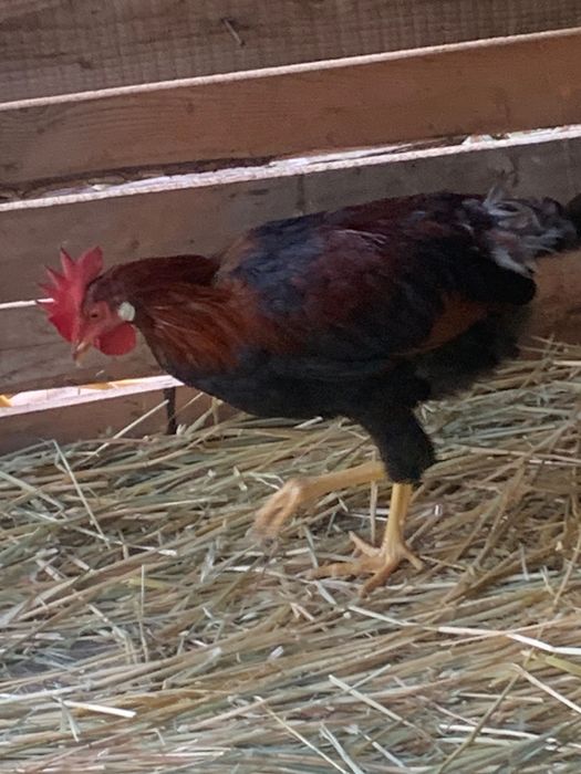 Cocosi Leghorn si playmontrok