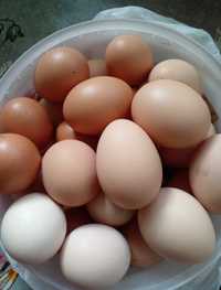 Домашние яйца куриные