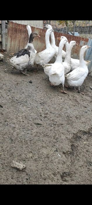 Gaste americane disponibile