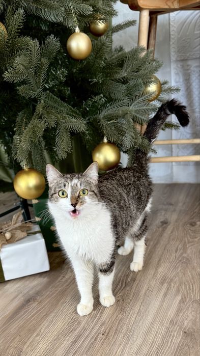 Отдам кошку ДУСЮ в добрые руки