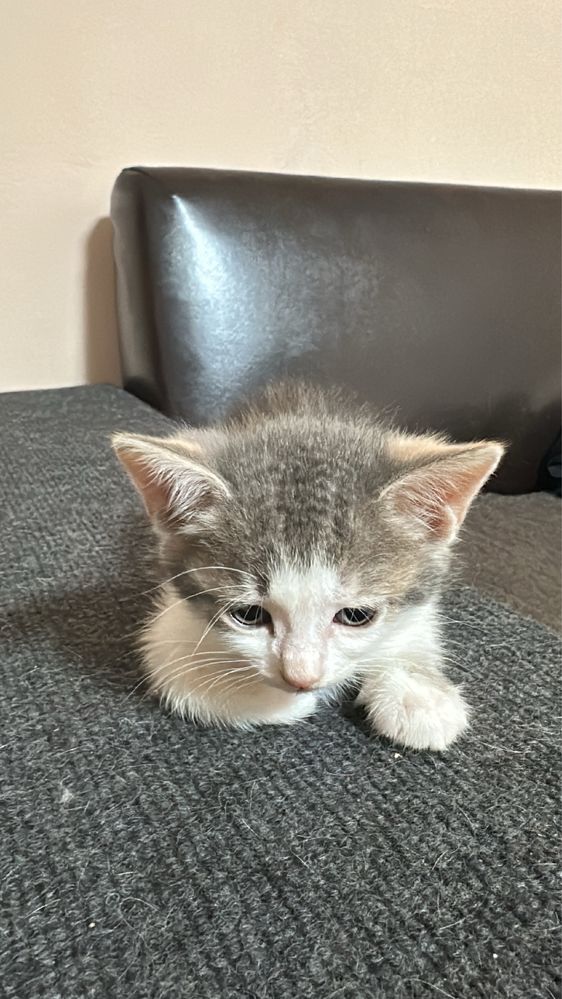 Подарявам бебета котета