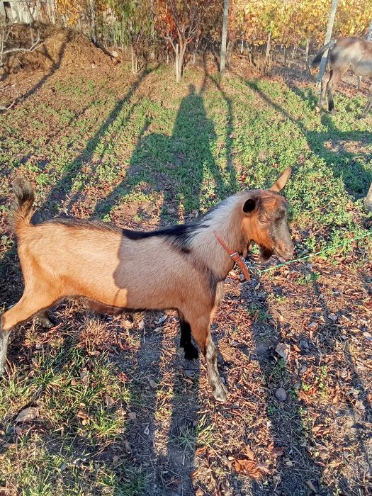 Vând un țap de alpin francez 7 luni original