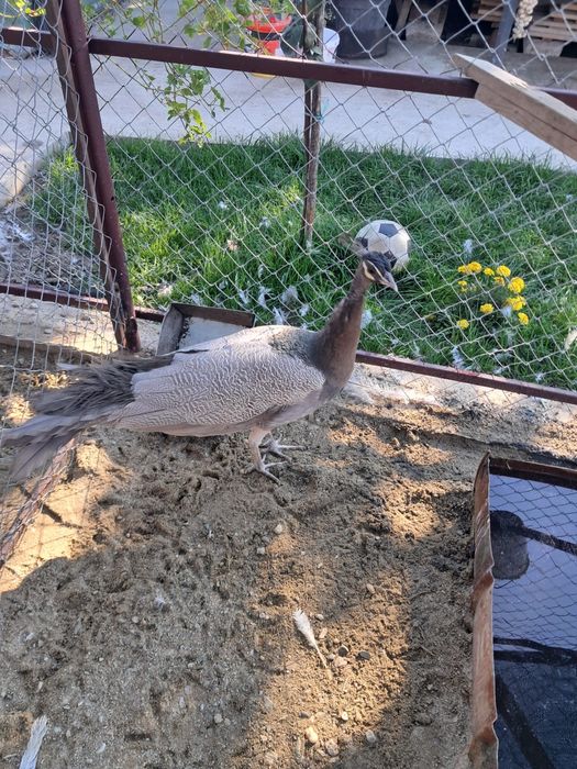 Paun  Opal de vanzare