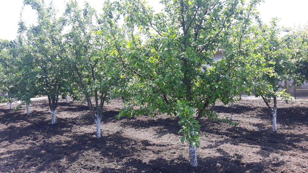 Продава се Парцел в с. Безмер, Област Ямбол - 850 кв.м за 21 €/кв.м - Снимка #5