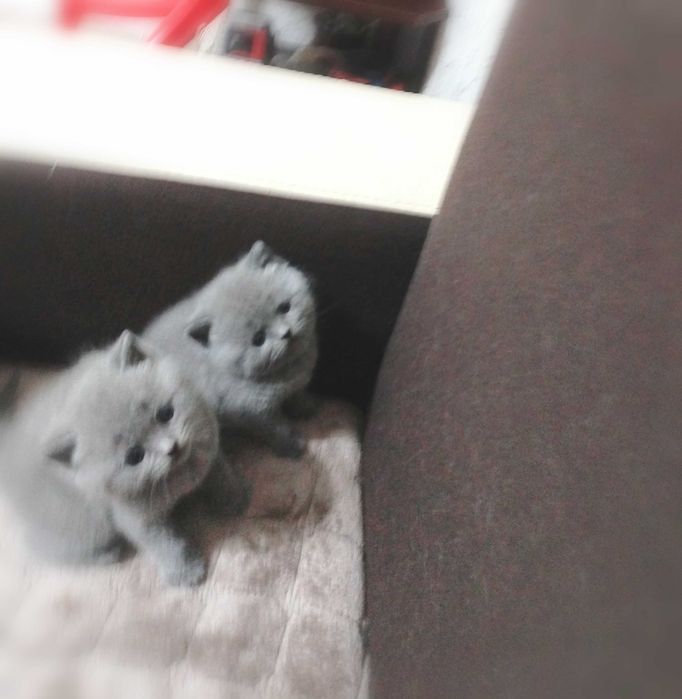 Британска късокосместа