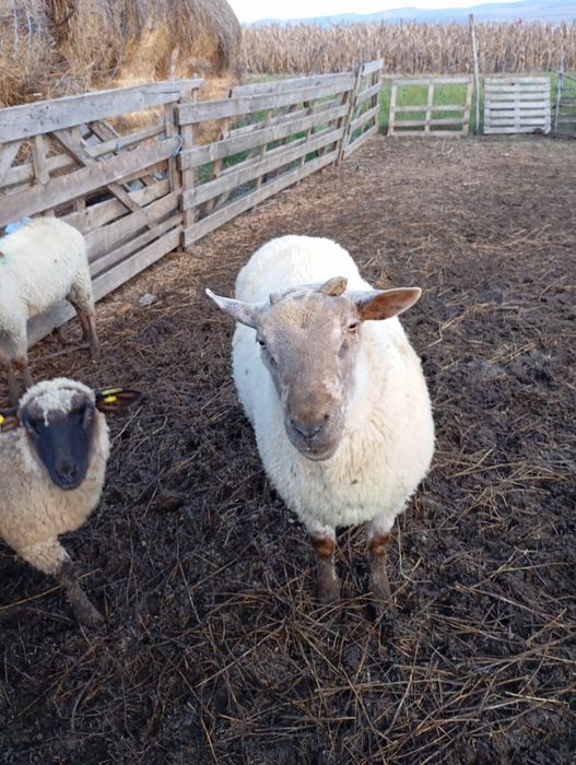 Berbec de 2 ani.   .