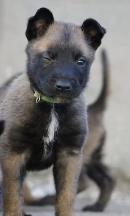 Ciobanesc Belgian malinois