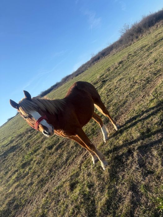 Mânz de vânzare,1 an