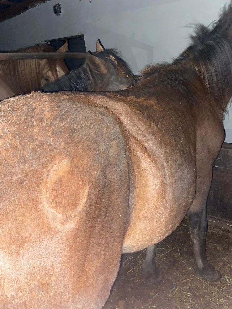 Продам айгыр 5,5 лет крупный конь