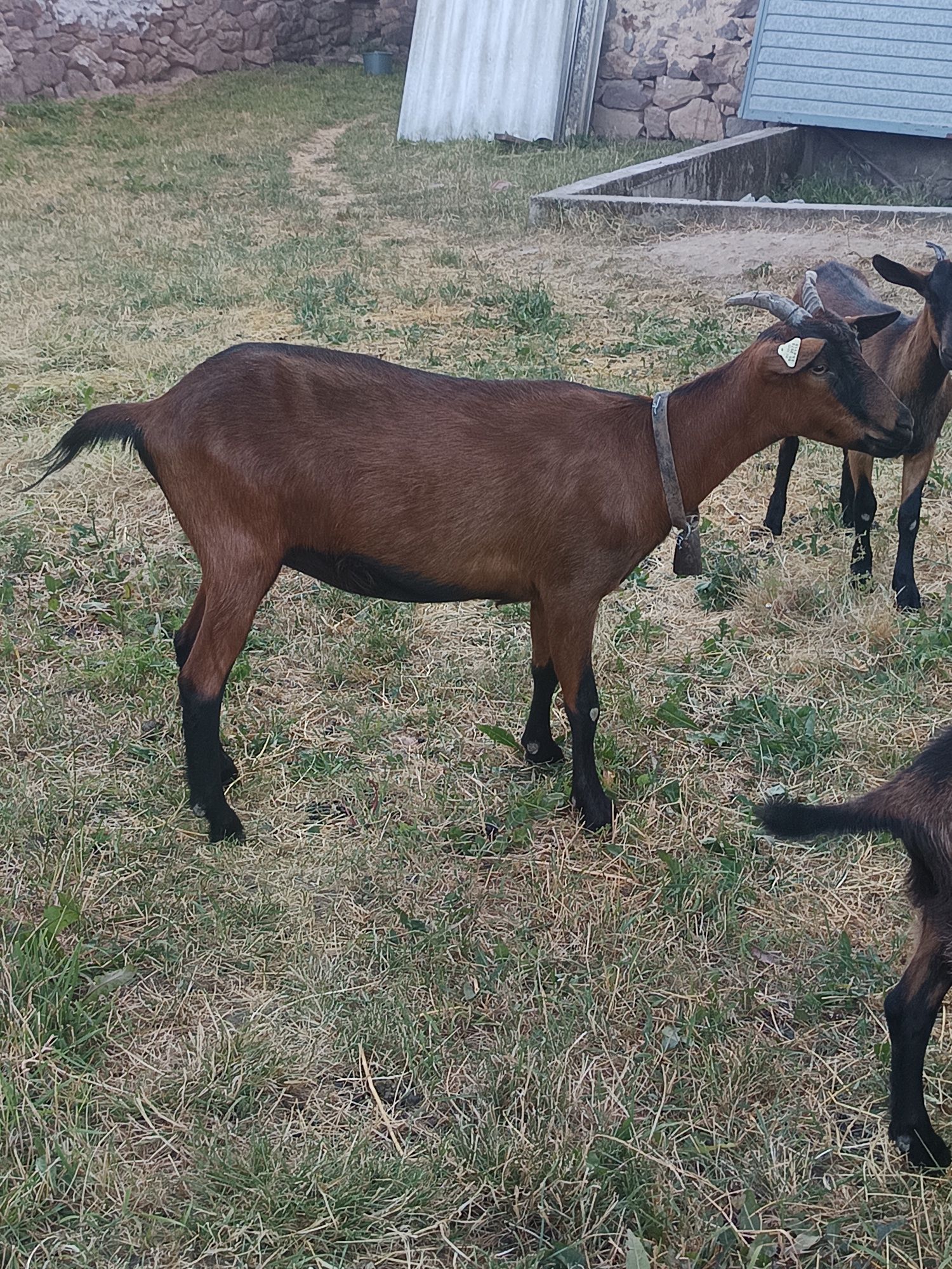 Capra alpin francez