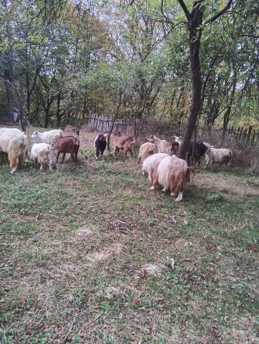 Vând capre  bune de lapte