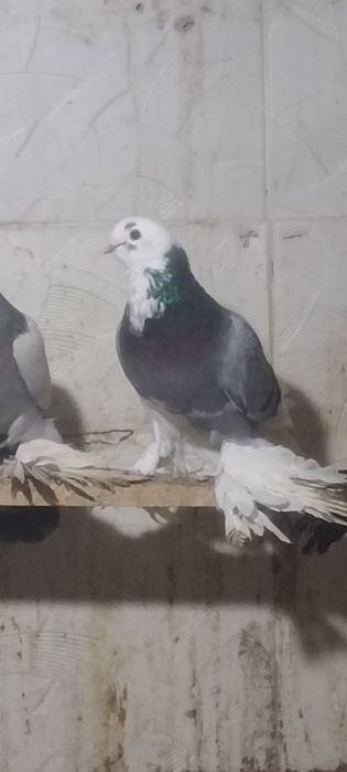 Продажа голубей молодые