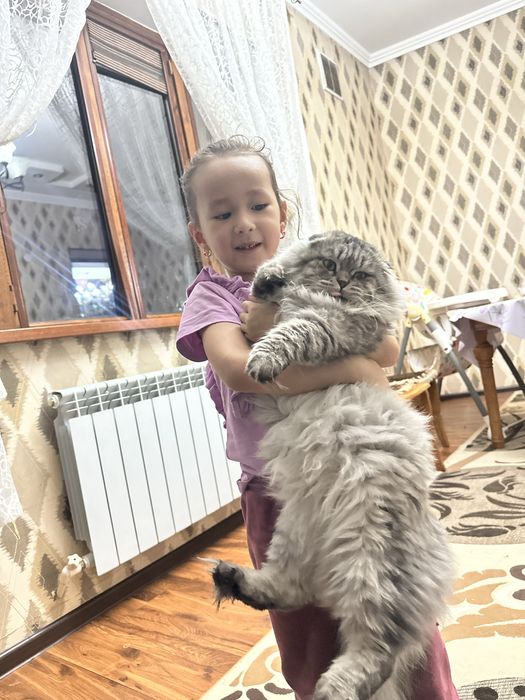 Кошка мальчик  вислоузо шиншилла