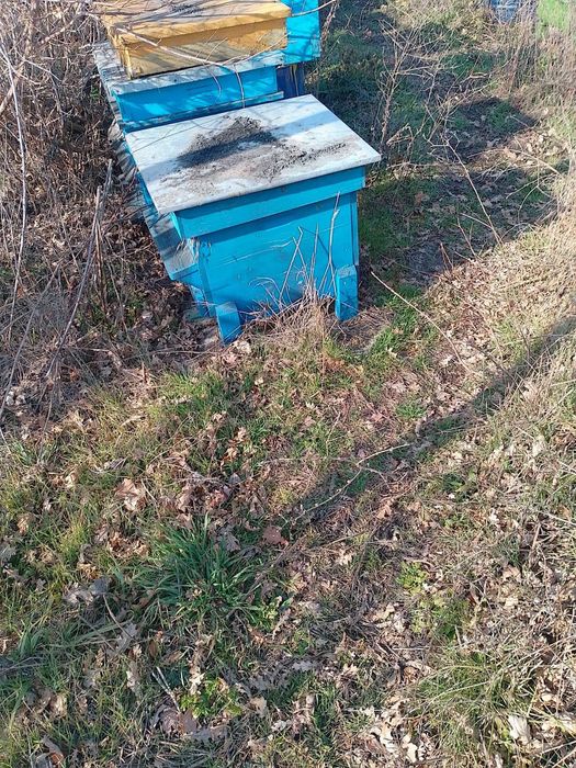 Пчелни празни кошери