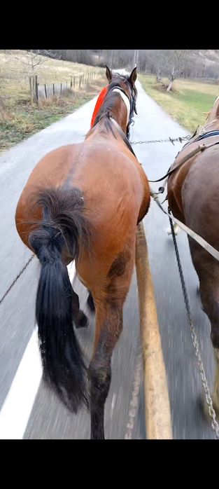 Vând armăsar foarte cuminte