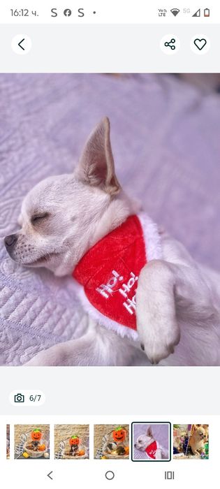 Предлагам Чихуахуа