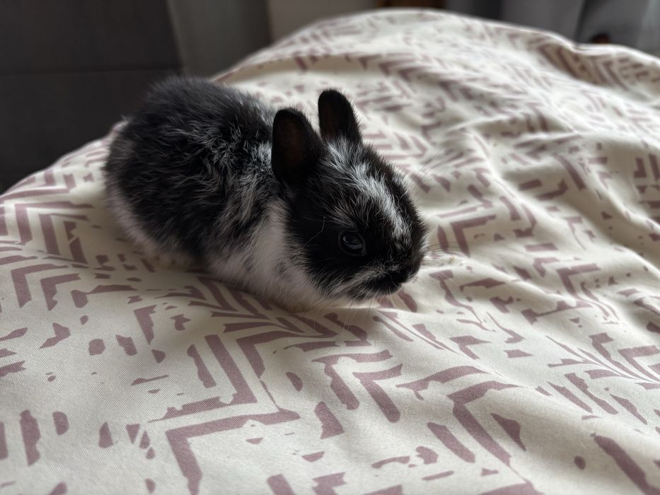 Холандско джудже