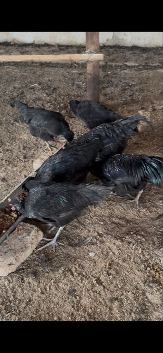 Кора товук (домашние куры)