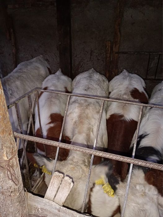 Vând 8 vitei media 230 kg