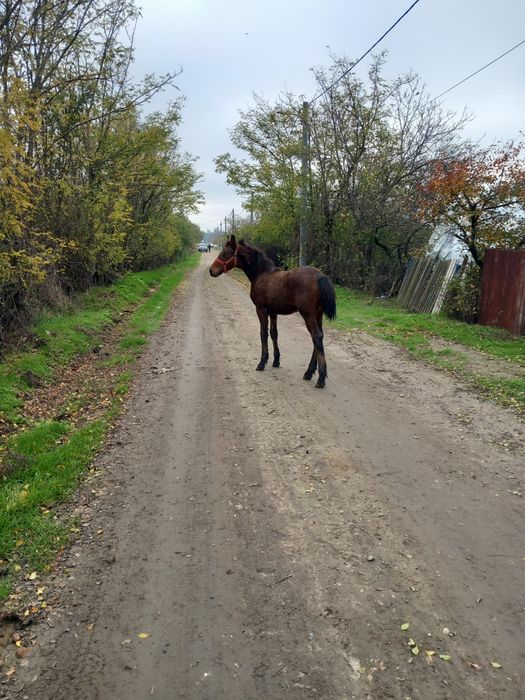 Vând iapa în vârstă de 11 ani și manz de 6 luni
