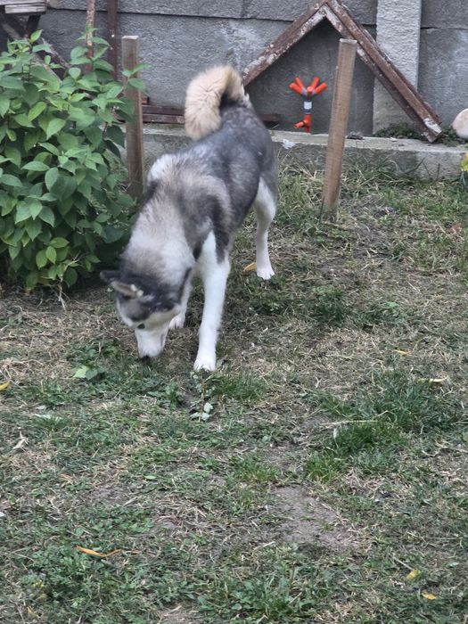 Donez câinii Husky siberian