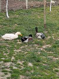Патки крякащи патки
