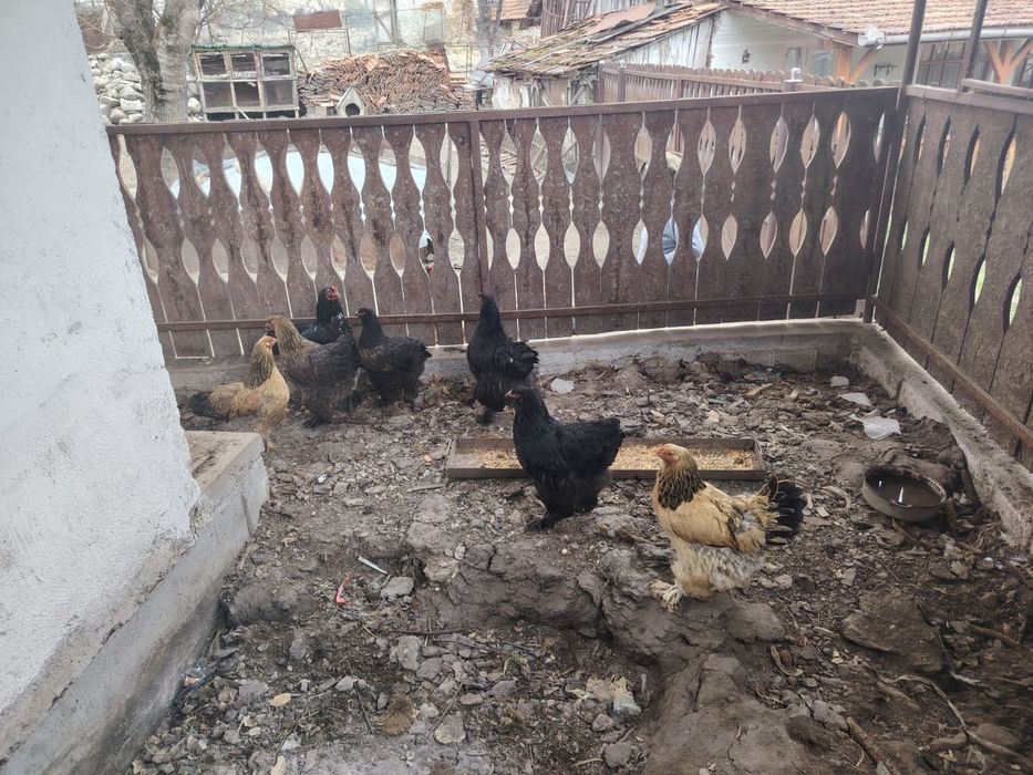 Vând găini Brahma  150 lei bucata mai multe detalii la telefon