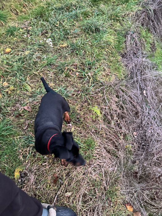 Doberman catelusa 4 luni donatie