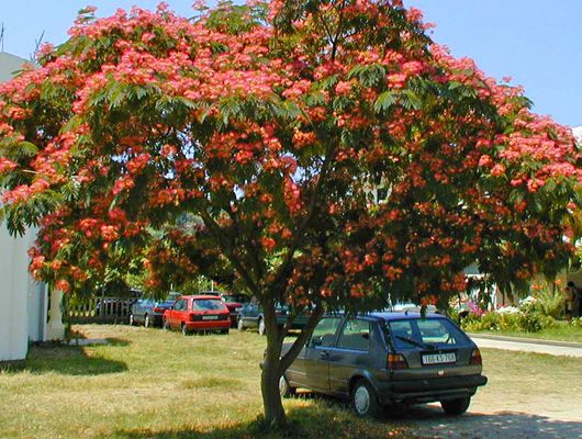 Arbore mimosa, floare roz