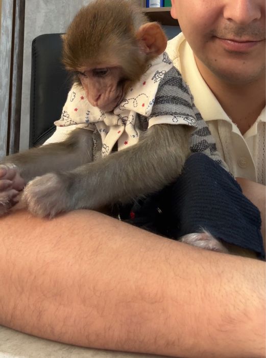 Продам обезьяну домашный