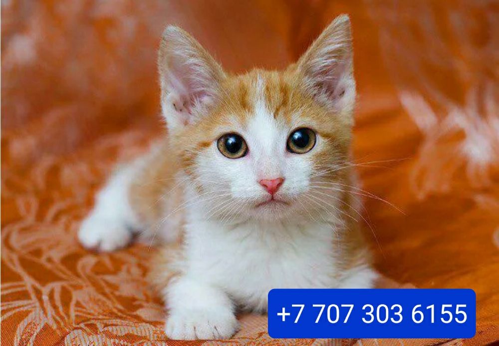 Котёнок мальчик ищет дом