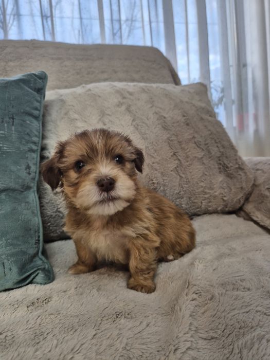 Adopție pui de catelusi