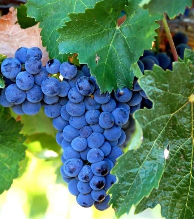 Struguri de vin Urziceni