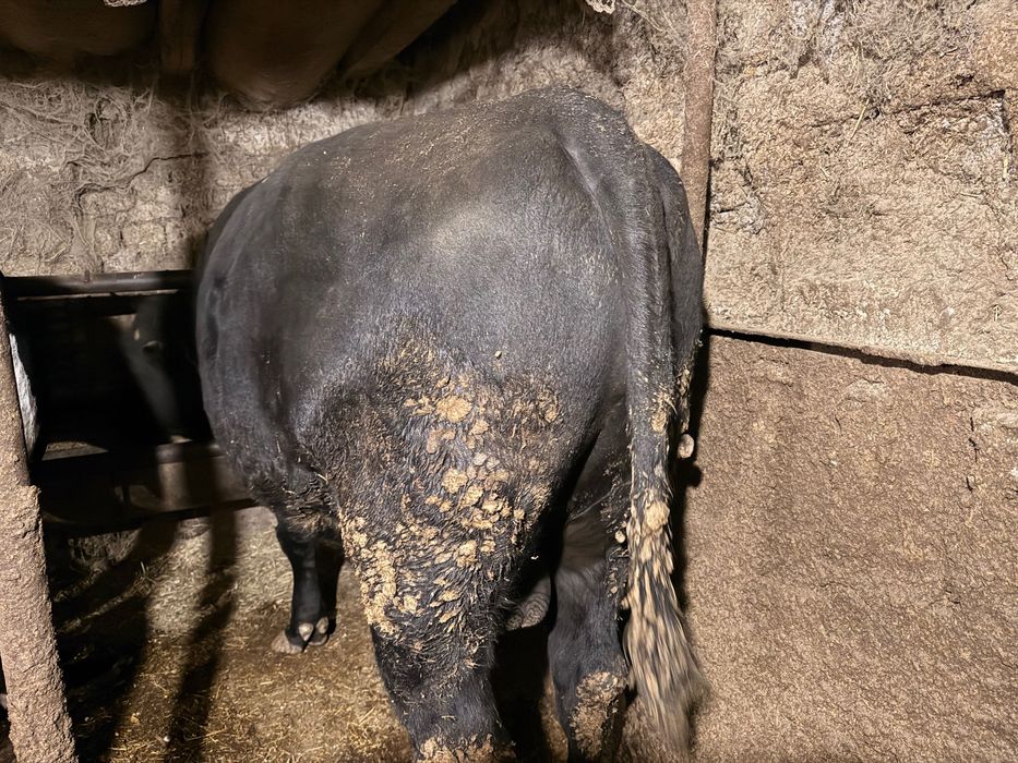 Продавам мъжко теле