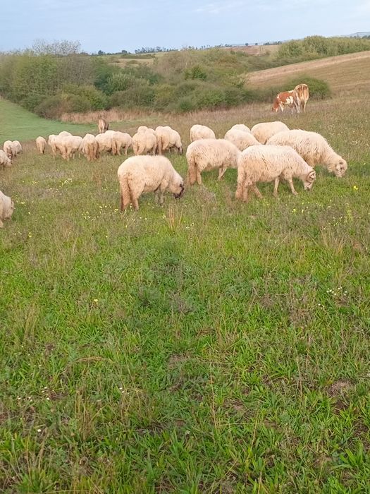Vând 60 de oi turcane
