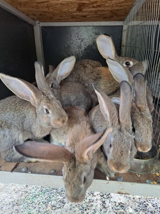 Iepuri Uriași German