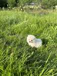 Fetita pomeranian