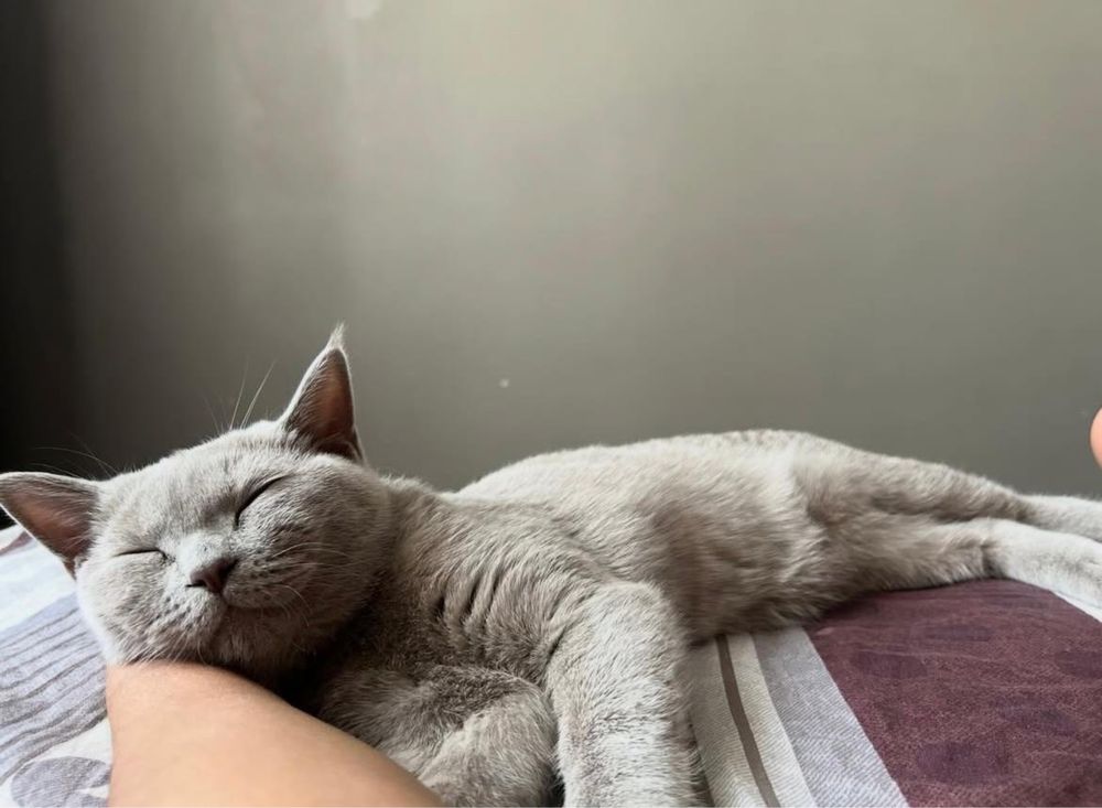 Кот породистыыый
