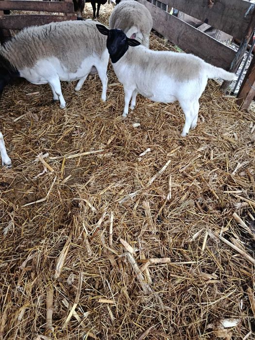 Vând oi Dorper cu diferite vârste