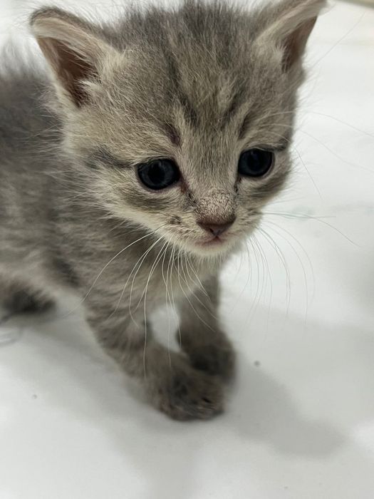 Домашние кошки,коты