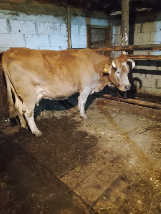 De vînzare 2 vaci și o junincă