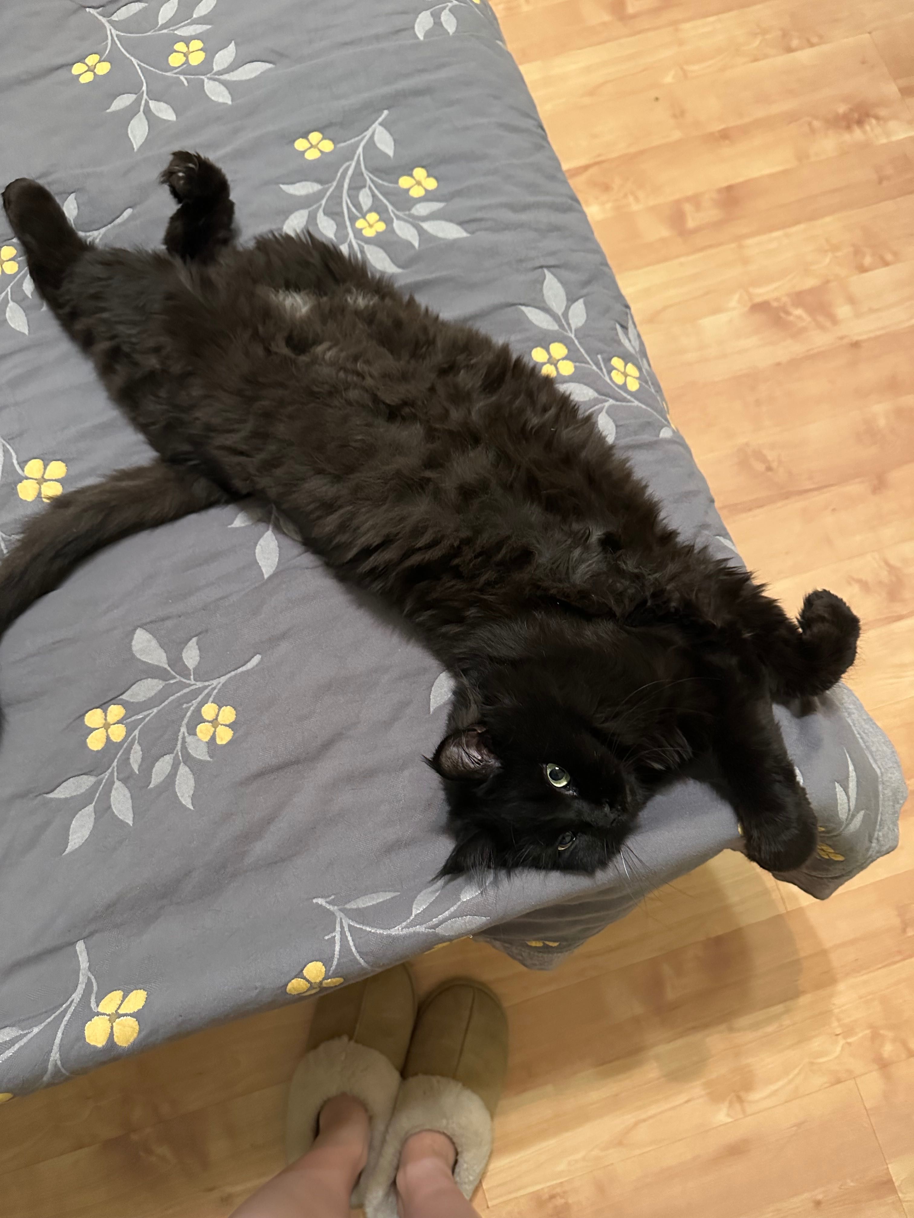 Кошка Юся, девочка