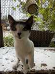Ofer spre adoptie pui de pisica