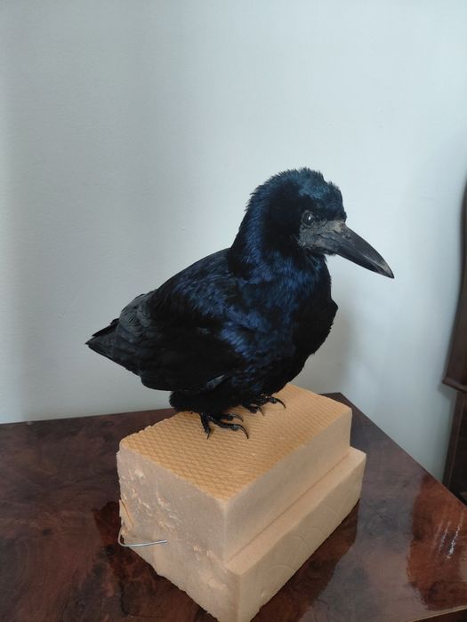 Cioara de semanatura impaiata, taxidermie CS1