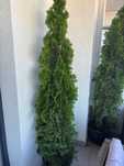 7 arbori tuia verde, înalți (200–210 cm), în ghiveci – 200 lei bucata