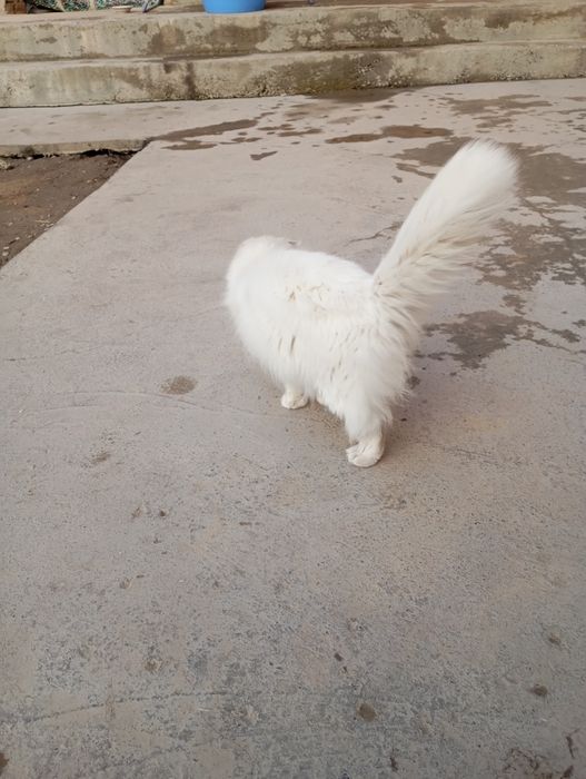 Zotdor mushuk oq