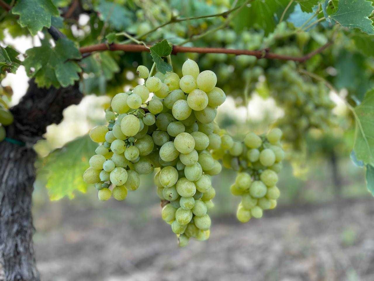 Vând struguri din Recaș, potriviți pentru vinificație și consum.